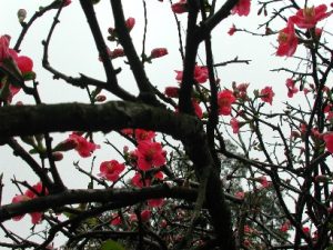 Flowers in Dufu thatched cottage