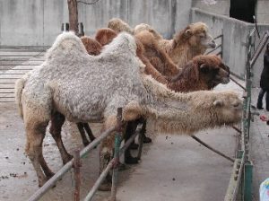 camels in the zoo of Chengdu