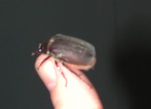 May beetle